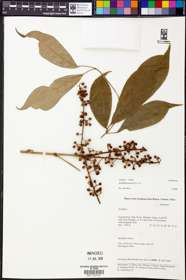 Schefflera tenuis image