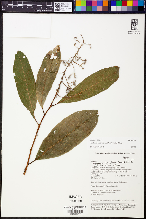 Huodendron biaristatum image