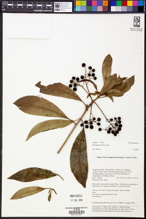 Pittosporum kerrii image