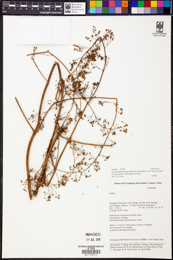 Isodon lophanthoides var. gerardianus image