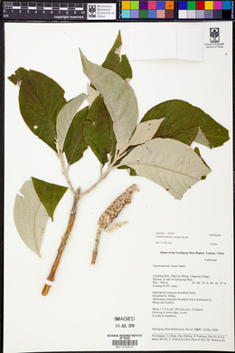 Leucosceptrum canum image