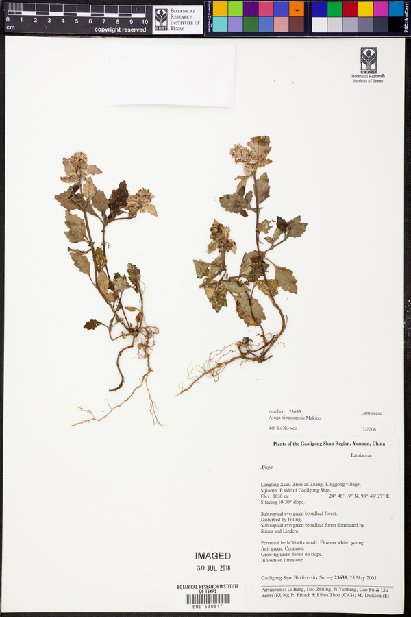 Ajuga nipponensis image