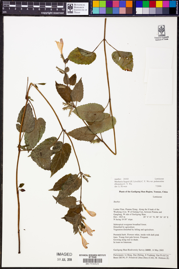 Meehania fargesii var. pedunculata image