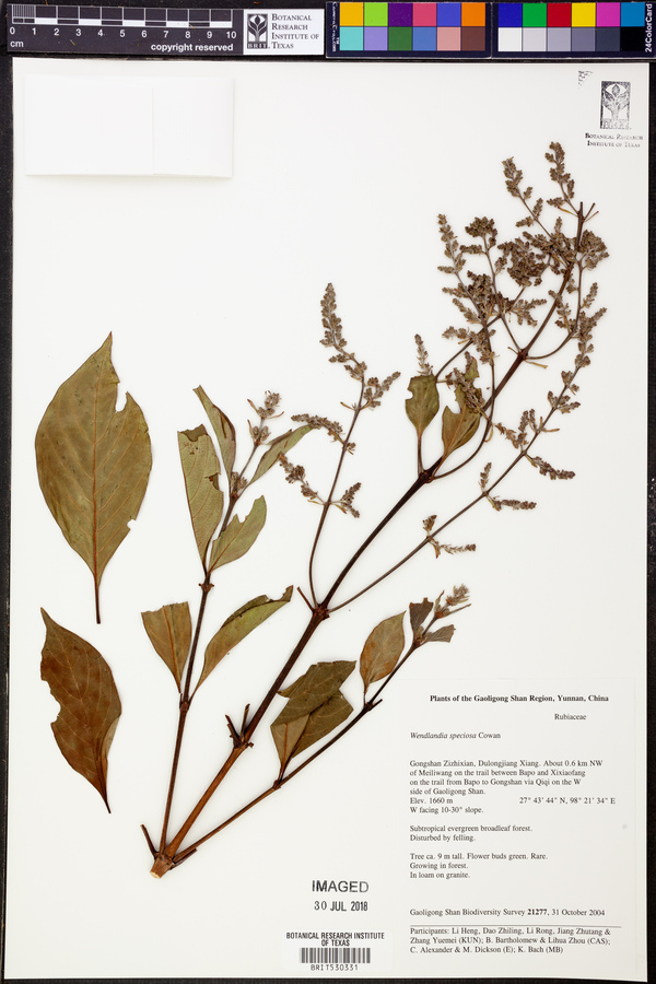 Wendlandia image