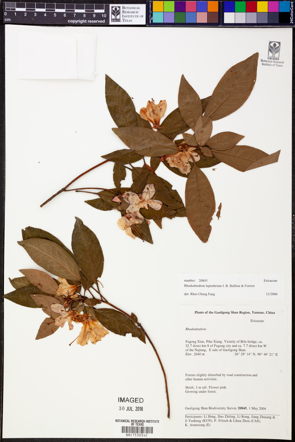 Rhododendron leptothrium image