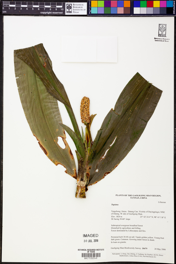 Tupistra image