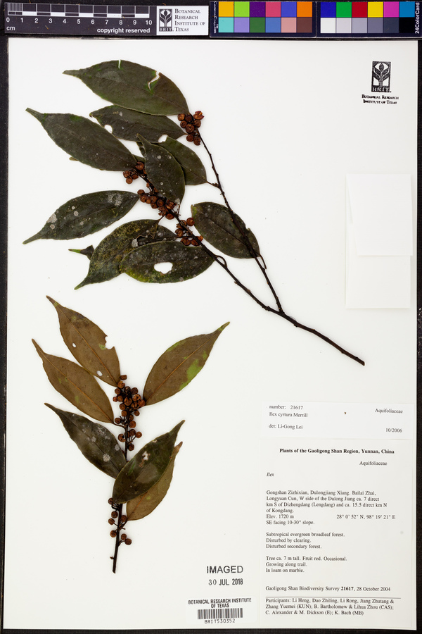 Ilex cyrtura image