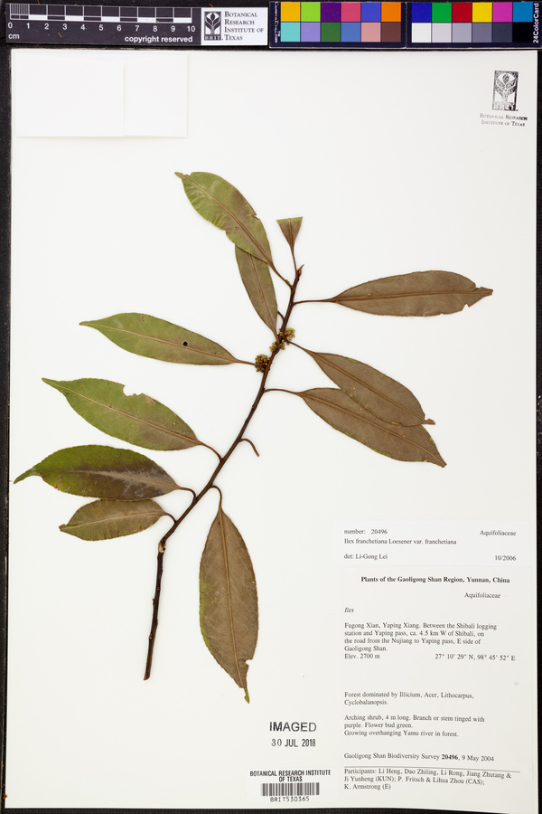 Ilex franchetiana image