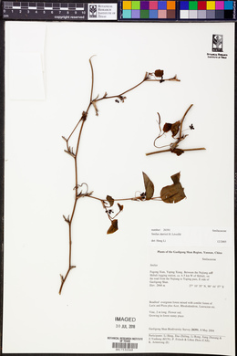 Smilax darrisii image