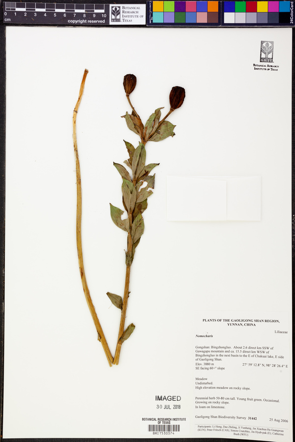 Nomocharis image