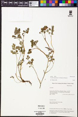 Corydalis leptocarpa image