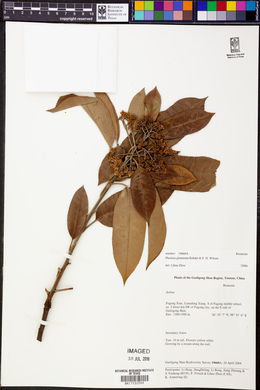Image of Photinia glomerata