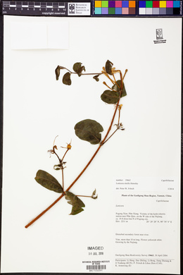 Lonicera similis image