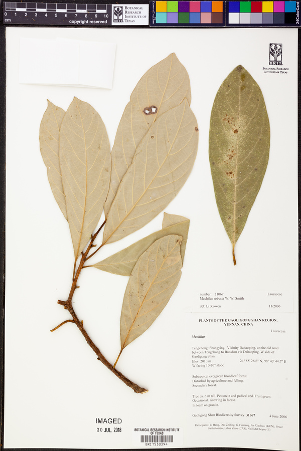 Machilus robusta image