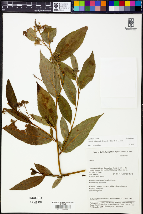 Synotis saluenensis image