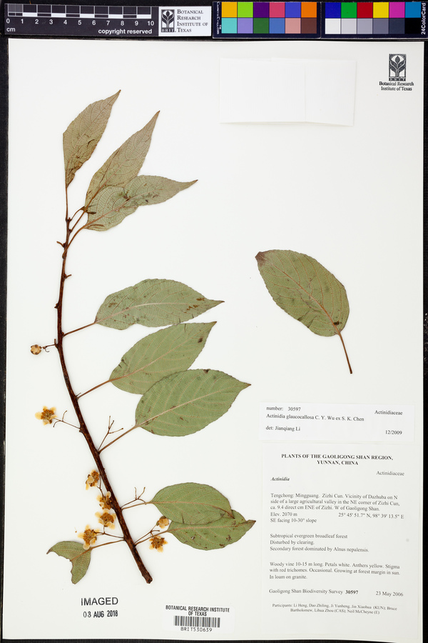 Actinidia glaucocallosa image
