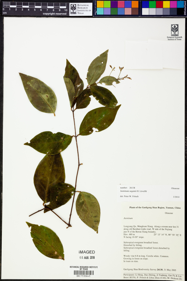 Jasminum seguinii image