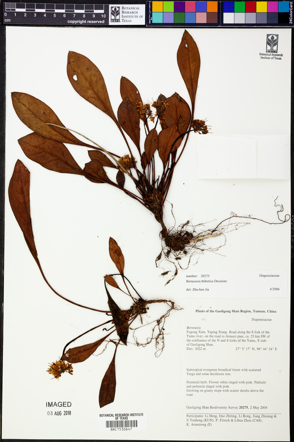 Berneuxia thibetica image