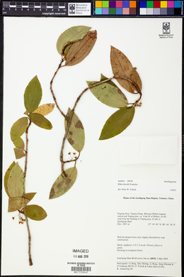 Image of Ribes davidii
