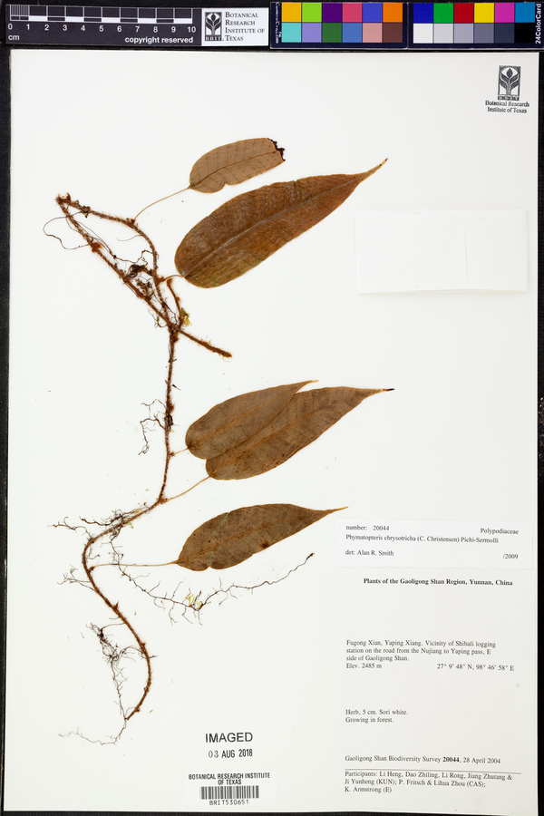 Selliguea chrysotricha image