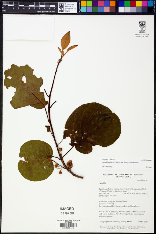 Actinidia callosa image