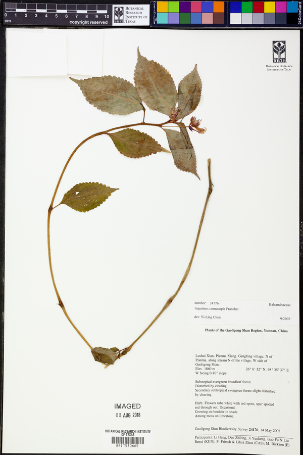 Impatiens cornucopia image