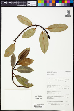 Image of Magnolia nitida