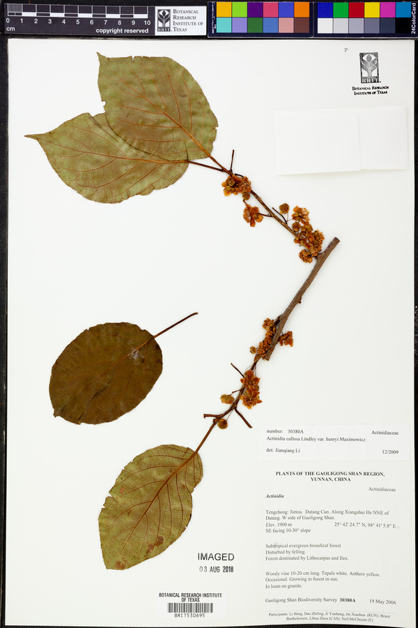 Actinidia callosa var. henryi image