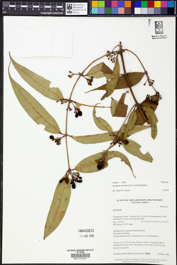 Jasminum duclouxii image