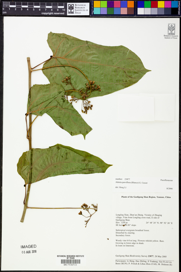 Adenia parviflora image