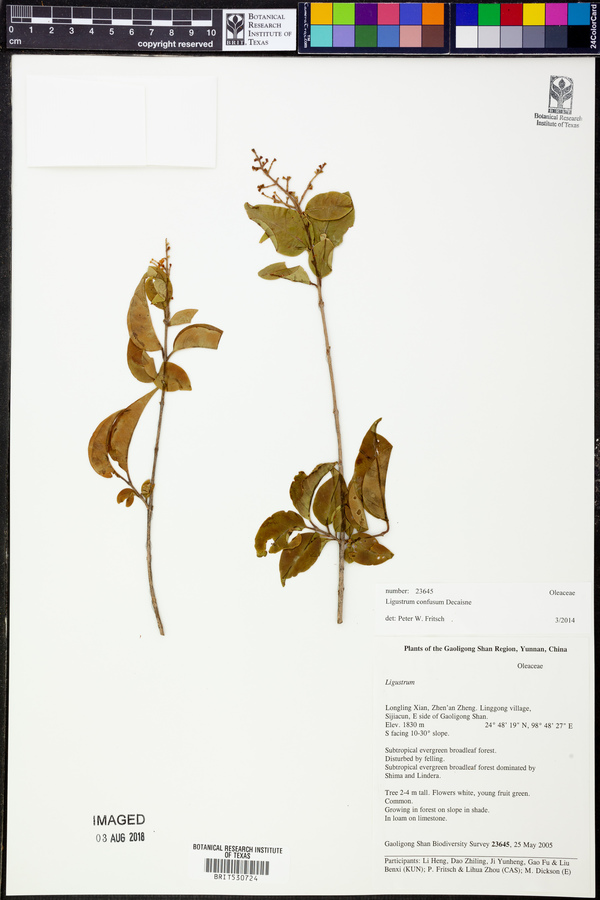 Ligustrum confusum image