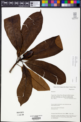 Magnolia insignis image