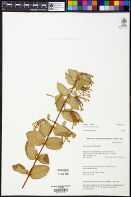 Lonicera similis image