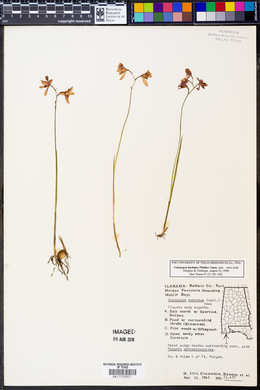 Calopogon barbatus image