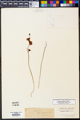 Calopogon multiflorus image