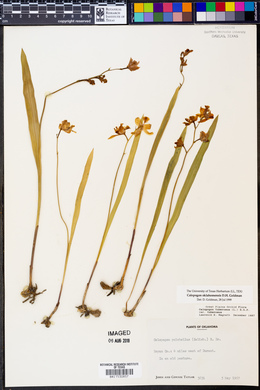 Calopogon oklahomensis image