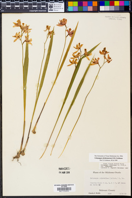 Calopogon oklahomensis image