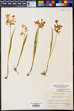 Calopogon oklahomensis image