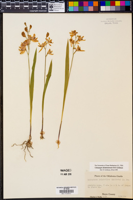 Calopogon oklahomensis image