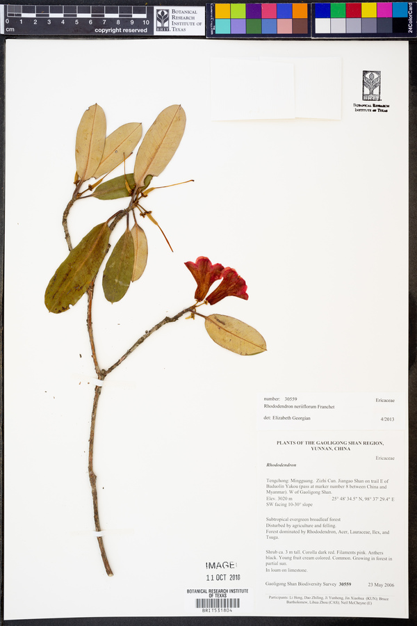 Rhododendron neriiflorum image