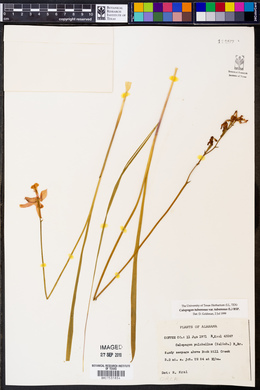 Calopogon tuberosus var. tuberosus image