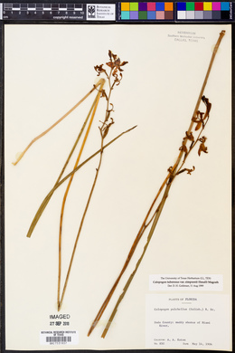 Calopogon tuberosus var. simpsonii image