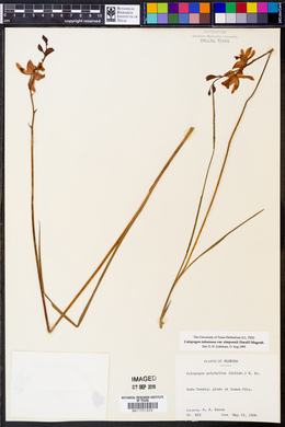 Calopogon tuberosus image