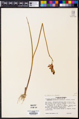 Calopogon tuberosus var. tuberosus image