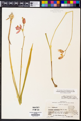 Calopogon tuberosus var. tuberosus image