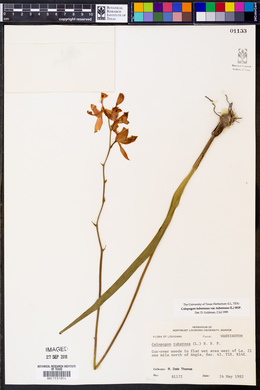 Calopogon tuberosus var. tuberosus image