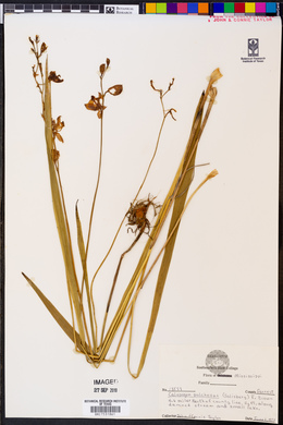 Calopogon tuberosus var. tuberosus image