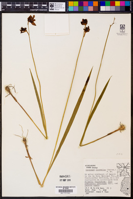 Calopogon tuberosus var. tuberosus image