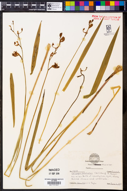 Calopogon tuberosus var. tuberosus image