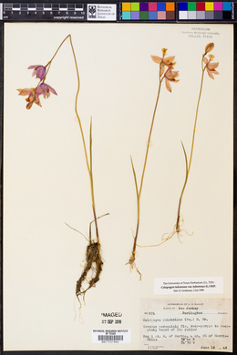 Calopogon tuberosus var. tuberosus image